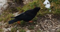 Alpine Chough